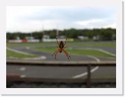 HPIM3429 * Im Netz der Spinne * 2592 x 1936 * (1.31MB)